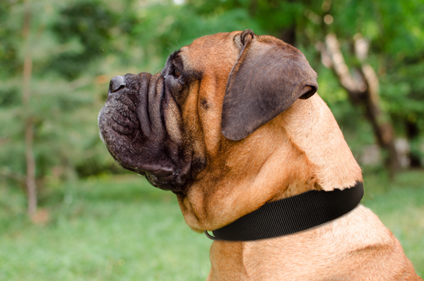 Any Weather Dog Collar on Bullmastiff