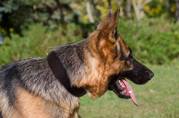 Strong Nylon Dog Harness on German Shepherd