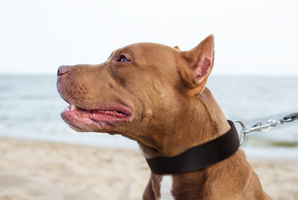 Dog Collar on Pitbull Made of Nylon