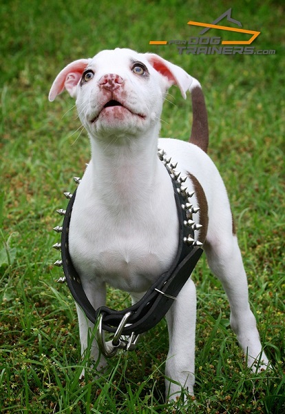 Decorated with Spikes Dog Collar for Bonnie Pitbull Puppy 