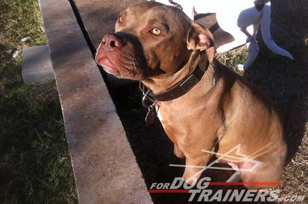 Walking Pitbull dog collar decorated with nickel plates