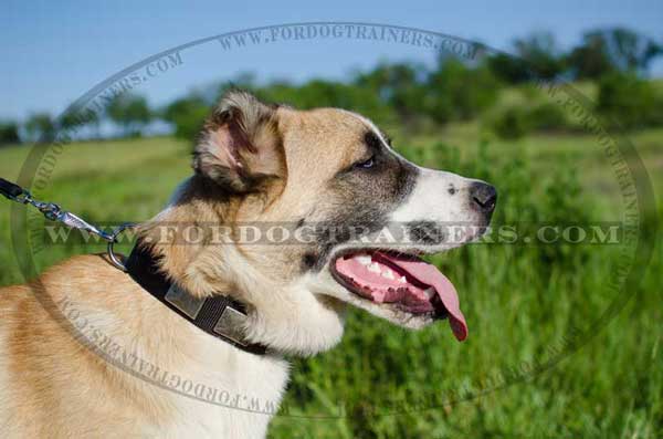 Nylon Collar for Central Asian Shepherd Training