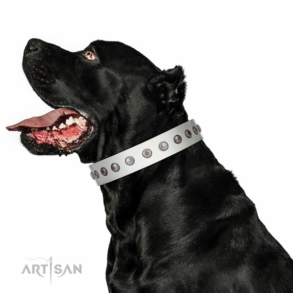 Top-notch quality leather Cane Corso collar