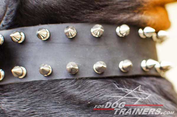 Wide leather collar with two rows of spikes for Doberman