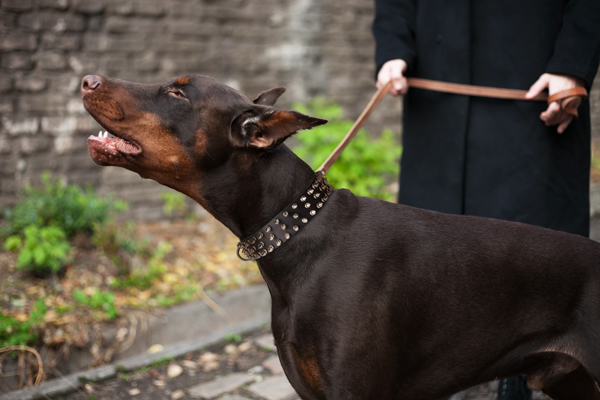 Handcrafted Leather Dog Collar on Doberman