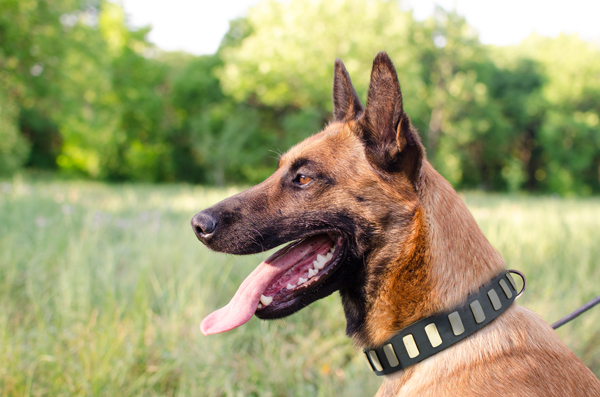 Elegant Leather Dog Collar