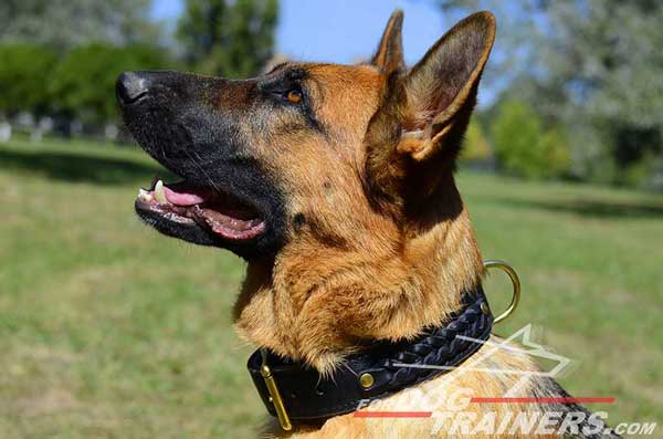 Awesome Dog Collar Fully Leather High Quality for German Shepherd