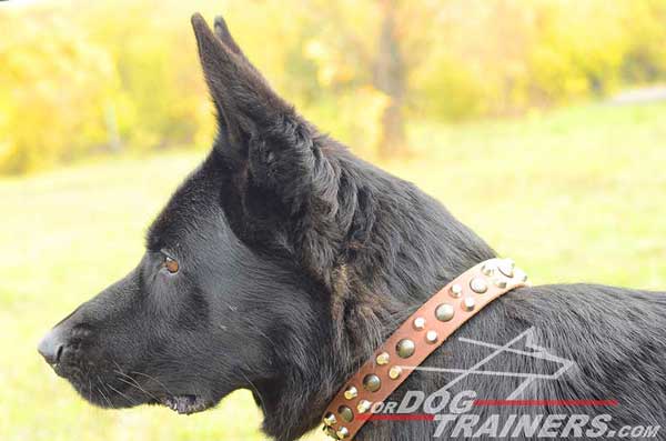 Leather German Shepherd Collar Comfortable, Beautiful, Stylish