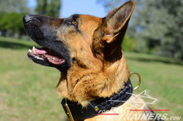 GSD Leather Collar Fantastic Design Meant for A Variety of Settings
