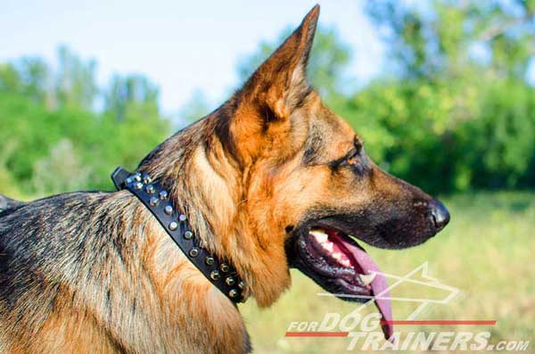 Leather Classy German Shepherd Collar Beautified With Silver-Like Pyramids