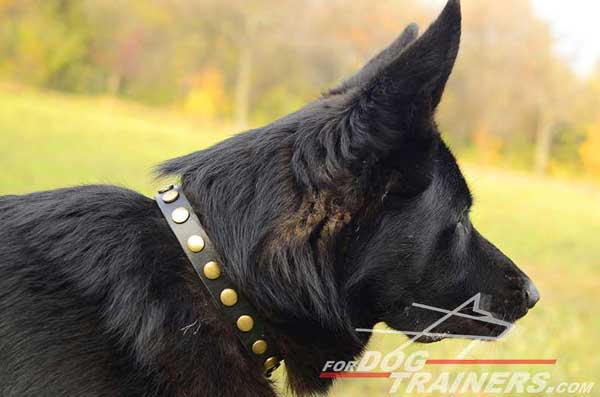German Shepherd Leather Collar Studded With Brass Details