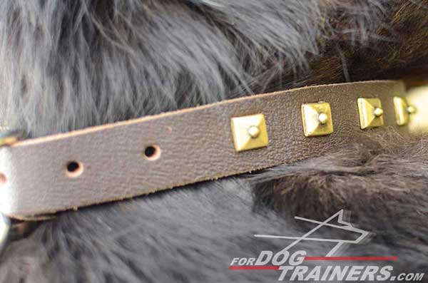 Beautiful Brass Square Studs on Walking Dog Collar 