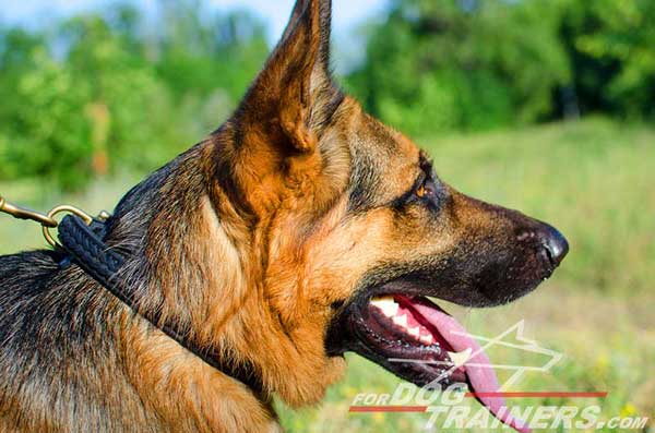 German Shepherd Collar Braided Leather Equipped With Buckle