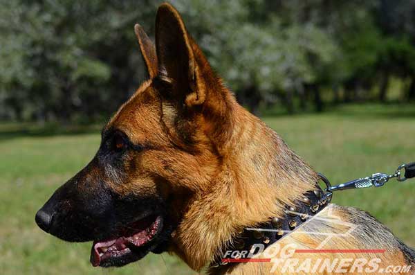 Leather Dog Collar Accented with Fashion Adornment for German Shepherd