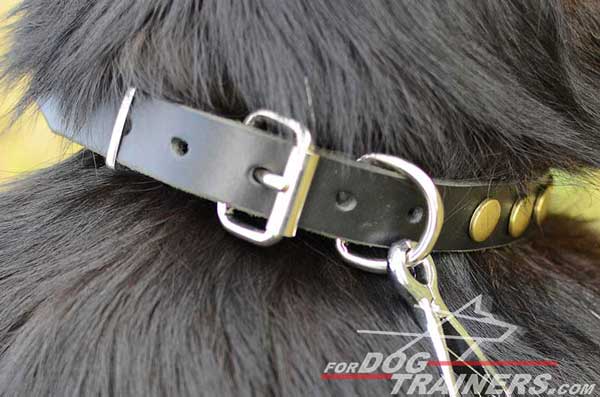 Strong D-Ring Steel Nickel Plated Connected with Dog Leash