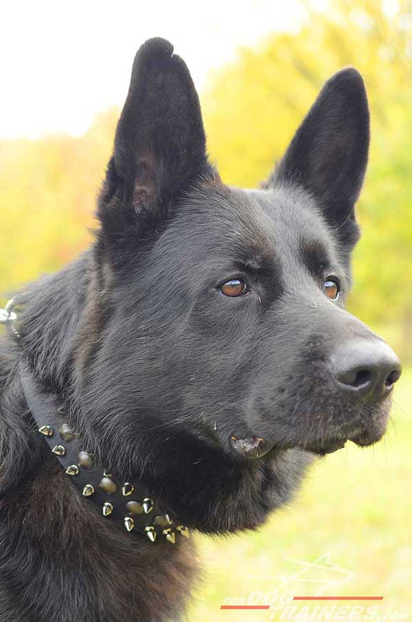 Attractive German Shepherd Collar Superb Suits for Daily Activities