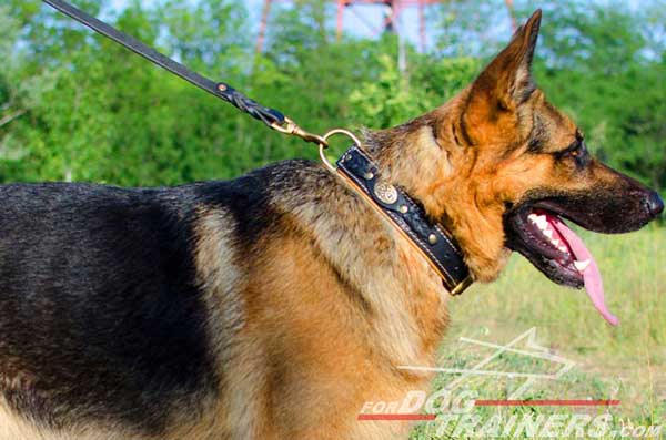 Beautiful Walking Dog Collar Leather for German Shepherd