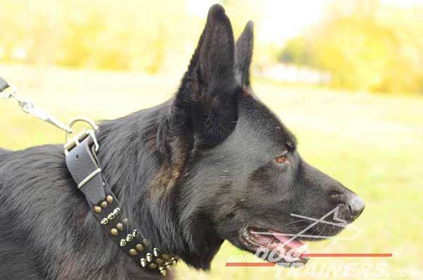 Wide Beautiful German Shepherd Collar with Fashion Decor for Walks