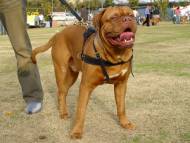 tracking dog harness for dogue de bordeaux