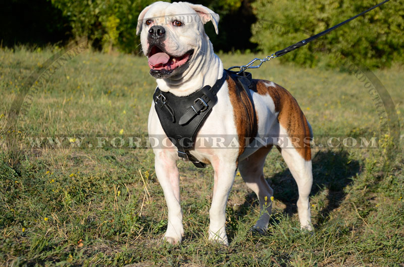 Agitation/Protection Leather Dog Harness for American