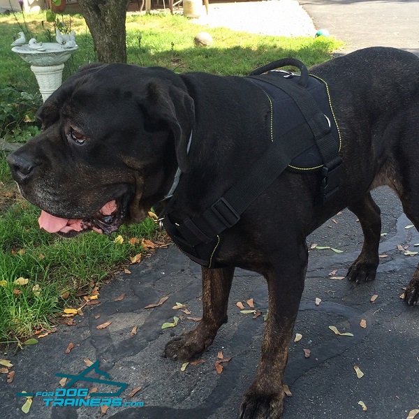 All-Weather Cane Corso Harness with Padded Chest Plate