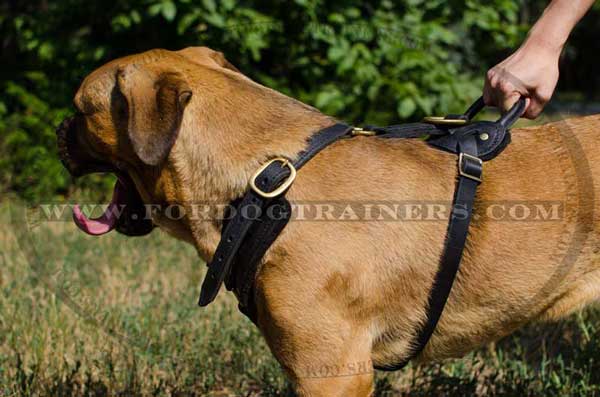 Dog leather harness easy to adjust