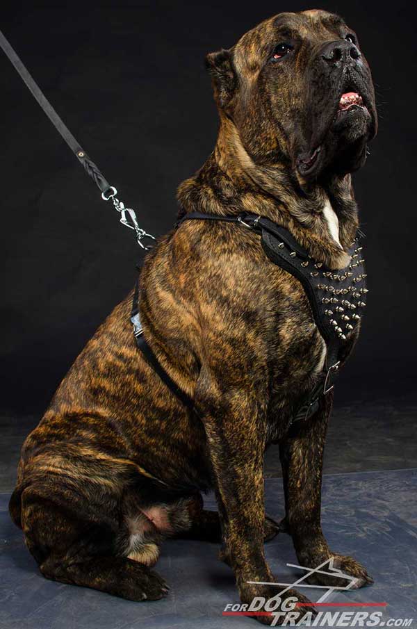 Cane Corso Mastiff Spike Dog HarnessCustom handmade dog