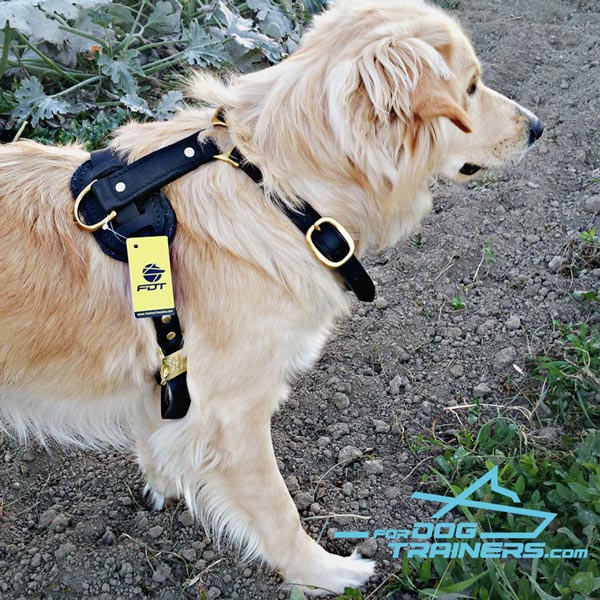 Golden Retriever Harness with Quick Release Buckle