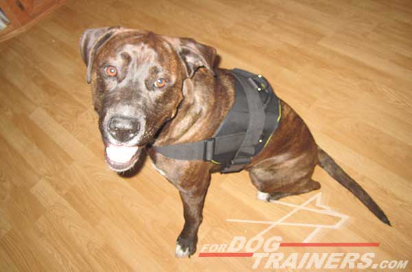 Easy adjustable Pitbull harness with quick release buckle