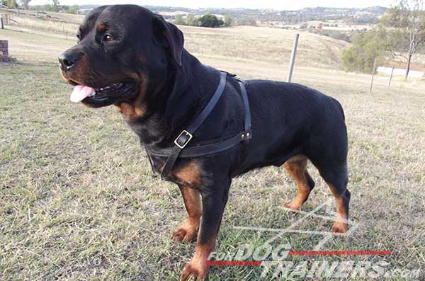 Quickly Adjustable Harness for Rottweiler Breed