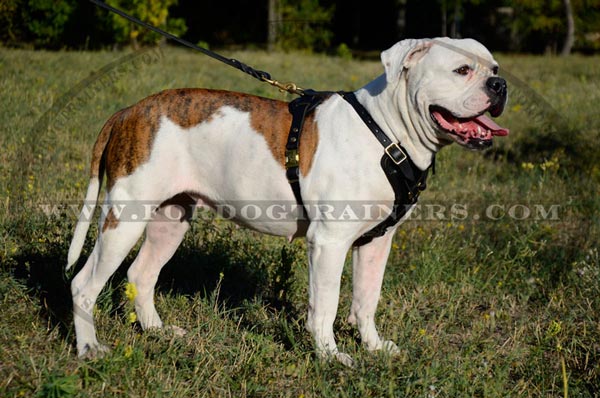 Agitation padded harness for American Bulldog