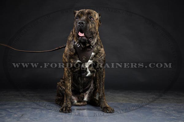 Cane Corso Harness for Dog Training
