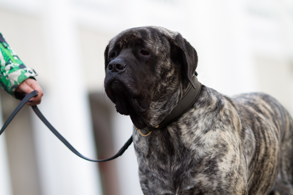 Mastiff Harness Made of Leather