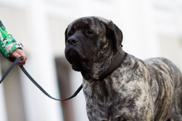 Training Leather Mastiff Collar