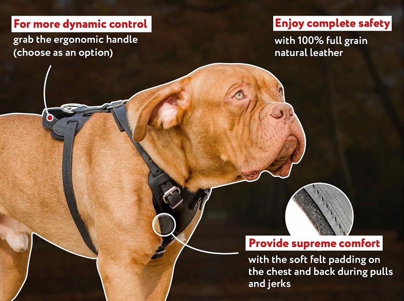 Attack Training Leather Dog Harness