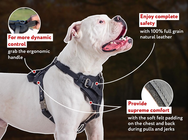 Attack Training Leather Amstaff Harness