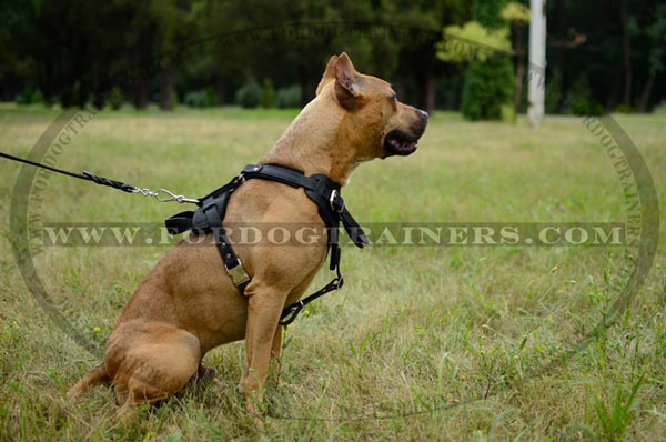 Agitation/attack training leather Pitbull harness
