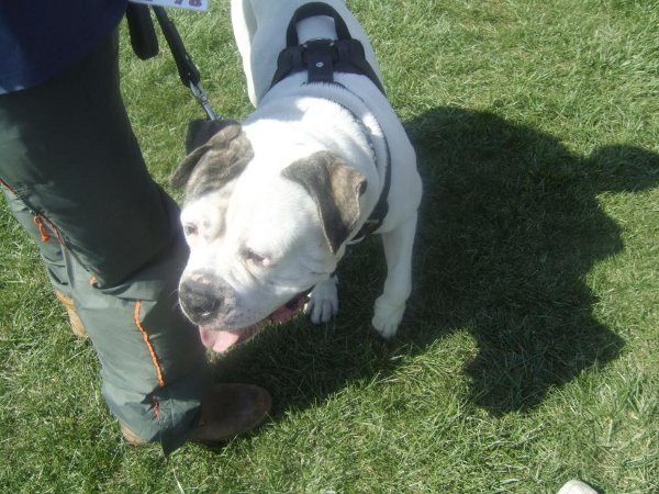 Doom wears Padded Harness for Agitation Work