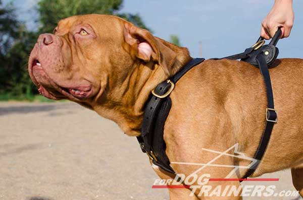 Dogue-de-Bordeaux agitation / attack training harness