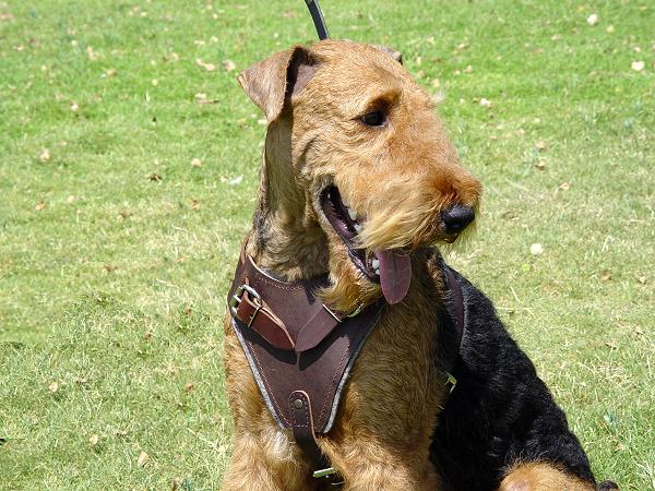 Leather Dog Harness for Airedale Terrier
