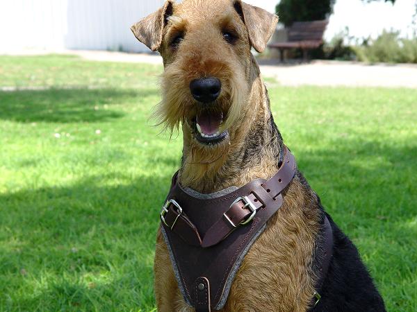 Leather Terrier Harness for Dog Training