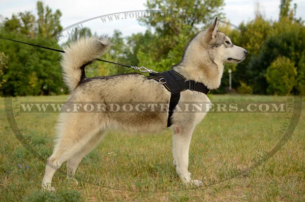 best harness for malamute