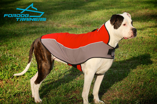 Nylon American Bulldog Coat for Rehabilitation