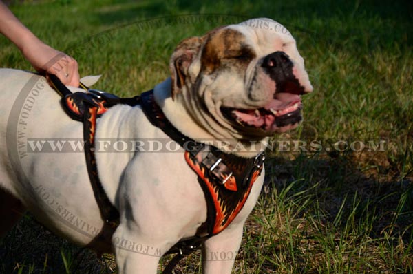 Leather painted dog harness for American Bulldog Breed