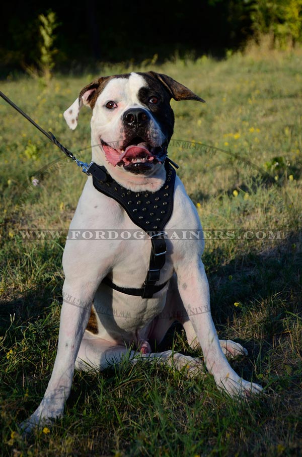 Leather Canine Harness with Adjustable Straps