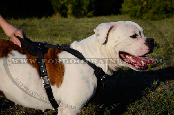 Absolutely Safe Leather Canine Harness for Agitation Work