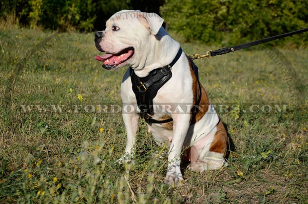 Leather Dog harness with Chest Plate