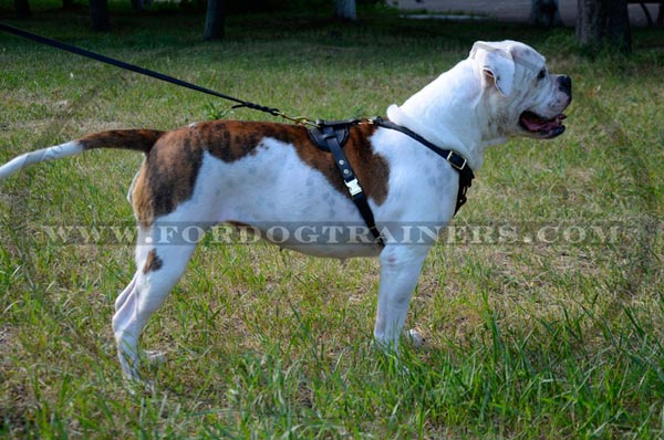 American Bulldog Harness for Tracking