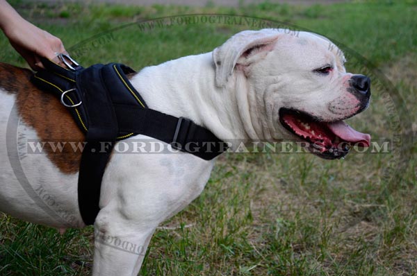 American Bulldog Harness Water-proof Nylon