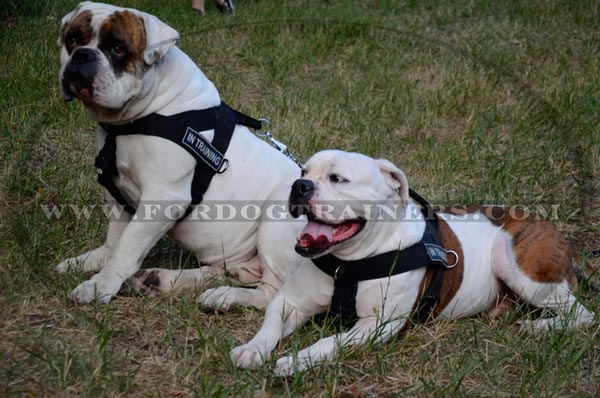 Nylon dog harness all-purpose for American Bulldog Breed